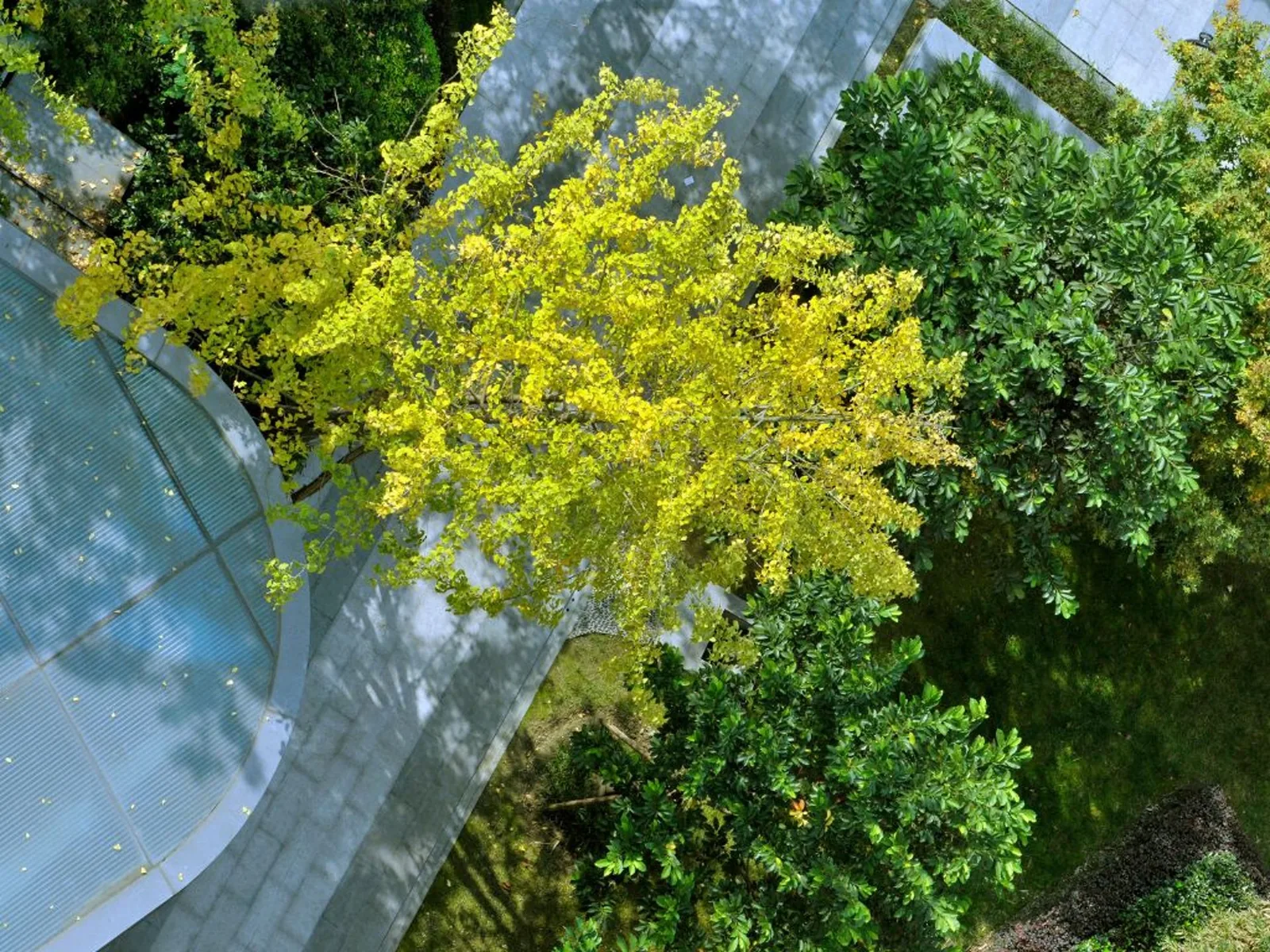 Blick von oben auf einen Ginkgo-Baum in herbstlichem Gelb zwischen den Gebäuden eines Firmengeländes